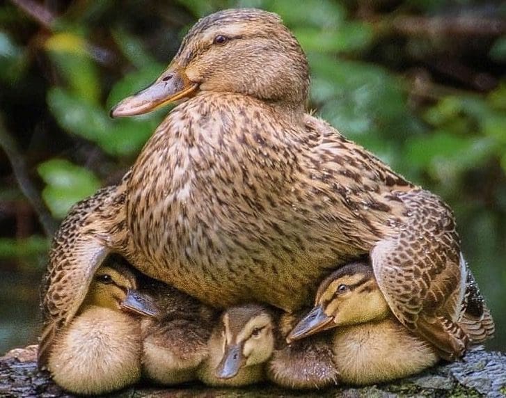 The Wooden Bird