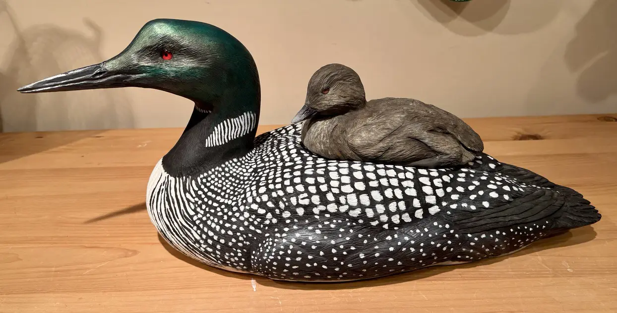 Life sized loon with Chick