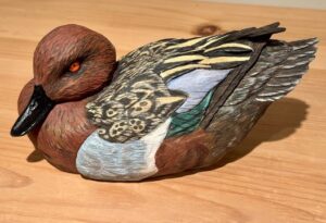 Cinnamon Teal 2025