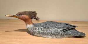 Red Breasted Merganser Hen