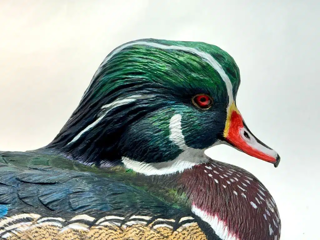 Close-up of a colorful wood duck with vibrant green and red markings.